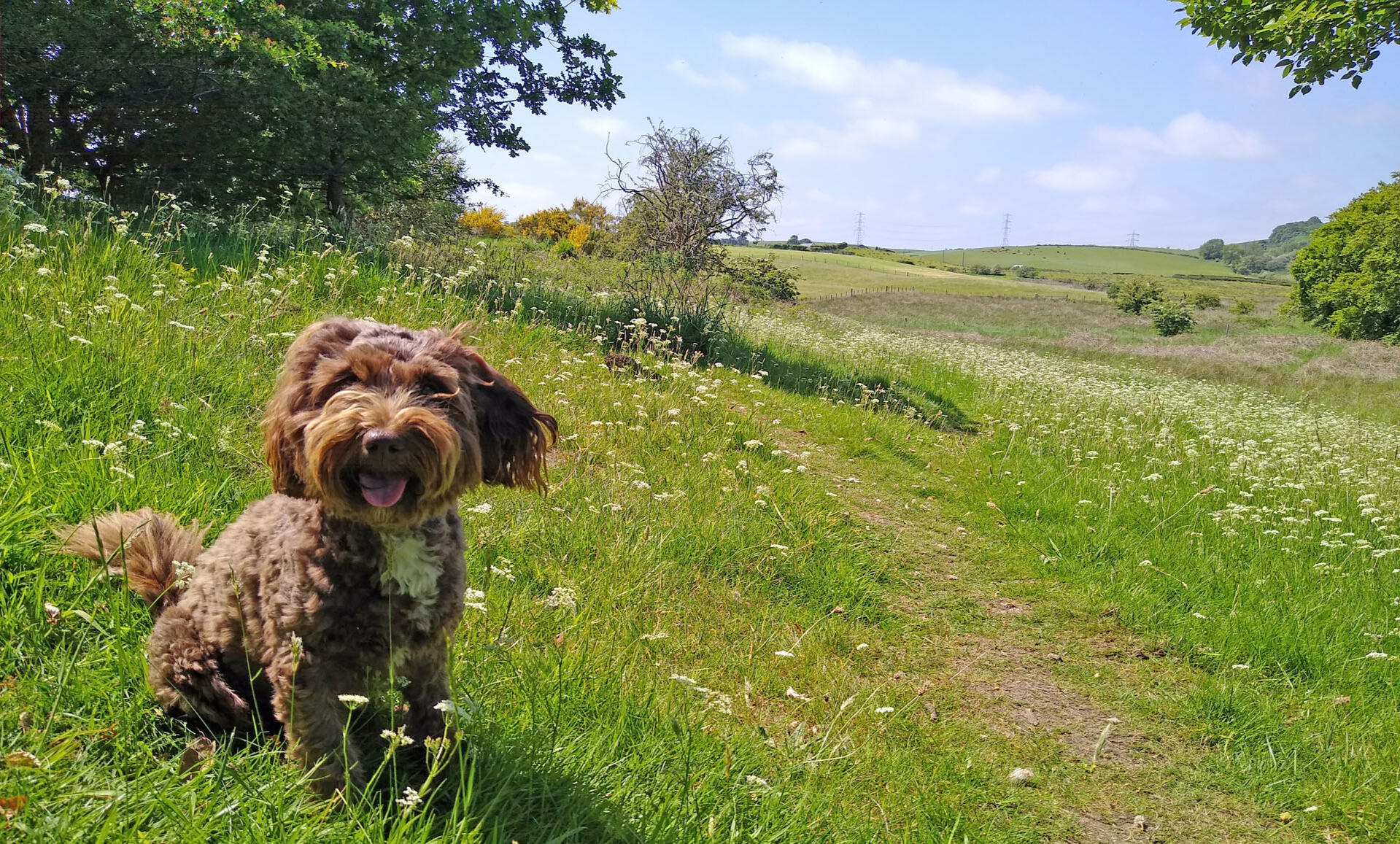 Some of Brandy's favourite walks.